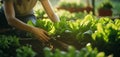 Fresh greens Woman gathers lettuce in her home salad garden