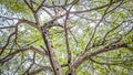 Fresh greeny tree under blue sky Royalty Free Stock Photo