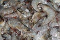 Fresh grey shrimps Royalty Free Stock Photo