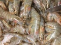 Fresh grey shrimps on ice