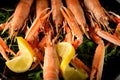 Fresh grilled shrimps served on a plate with arugula or rocket and llemon Royalty Free Stock Photo