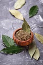Fresh, ground and dried bay leaf Royalty Free Stock Photo