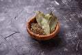Fresh, ground and dried bay leaf Royalty Free Stock Photo