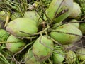 Fresh group coconut as a background.