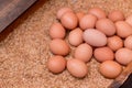 Fresh group of eggs