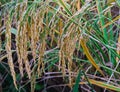 fresh group golden and green paddy rice food tree in thailand farming.season farmer harvest organic natural plant