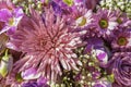 Fresh group of pink and violet bouquet flower blooming. daisy flora in bouquet for gift special occasion. Beauty rose and orchid d Royalty Free Stock Photo