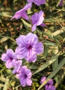 Fresh group purple ruellias flower Royalty Free Stock Photo