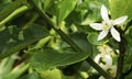 Fresh group white lemon flower five petal blooming on branch with green leave infarming garden. organic citrus tropical fruit tree Royalty Free Stock Photo