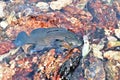 Fresh grouper fish and fishing rod in the water with stone. Royalty Free Stock Photo