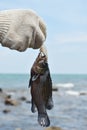 Fresh grouper fish with hand on sea Royalty Free Stock Photo