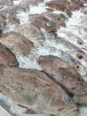 Fresh Grouper Fish in market Royalty Free Stock Photo