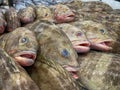 Fresh Grouper fish in the market Royalty Free Stock Photo