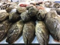 Fresh Grouper at fish market