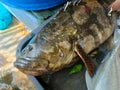 A fresh grouper fish placed in a black container Royalty Free Stock Photo