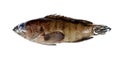 Fresh grouper fish. Royalty Free Stock Photo