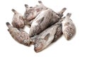 Fresh Grouper Royalty Free Stock Photo