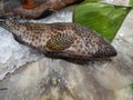 Fresh grouper on the local market, central java, indonesia Royalty Free Stock Photo