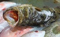 Fresh Grouper in market Royalty Free Stock Photo