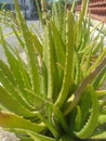 fresh growing aloe vera flowers