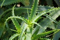 Fresh growing aloe vera plant leaf with details, texture close up. Top view