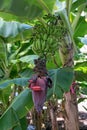 Fresh growing banannas Royalty Free Stock Photo