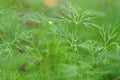 Fresh growing dill weed