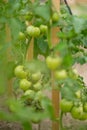 Fresh Growing Green Cherry Tomatoes Royalty Free Stock Photo