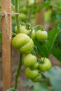 Fresh Growing Green Cherry Tomatoes Royalty Free Stock Photo