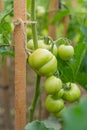 Fresh Growing Green Cherry Tomatoes Royalty Free Stock Photo