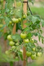 Fresh Growing Green Cherry Tomatoes Royalty Free Stock Photo