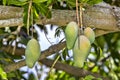Fresh Growing Mangoes On A Tree