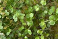 Fresh growing mustard cress sprouts Royalty Free Stock Photo