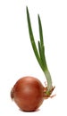 Fresh growing onion