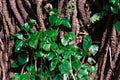 A fresh green leaves sticked on a big tree trunk Royalty Free Stock Photo