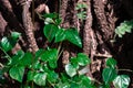 A fresh green leaves sticked on a big tree trunk Royalty Free Stock Photo