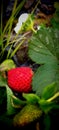 Fresh growing strawberries in garden