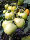 Fresh growth tomatoes in field Royalty Free Stock Photo