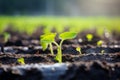 Fresh growth Young cucumber seedling emerges in the field with plastic