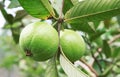 The Fresh Guava Royalty Free Stock Photo