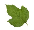 Fresh Guelder Rose green leaf isolated on a white background