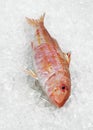 Fresh Gurnard, mullus surmuletus, Fish on Ice Royalty Free Stock Photo