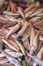 Fresh Gurnard, mullus surmuletus, Fishes at Fish Shop Royalty Free Stock Photo