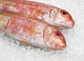 Fresh Gurnard, mullus surmuletus, Fishes on Ice Royalty Free Stock Photo