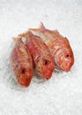 Fresh Gurnard, mullus surmuletus, Fishes on Ice