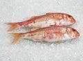 Fresh Gurnard, mullus surmuletus, Fishes on Ice