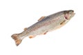 Fresh gutted chopped rainbow trout on white background