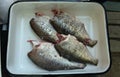 Fresh gutted fish