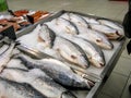 Red fish trout and salmon lies in pieces of ice on a counter sold in a store Royalty Free Stock Photo