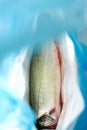 Fresh Gutted seabas fish in shop market bag Royalty Free Stock Photo